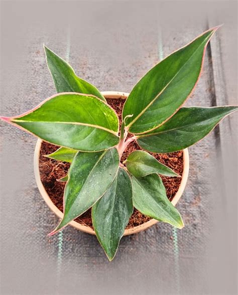 Tissue Culture Plant - Callus Biotech Pvt.Ltd