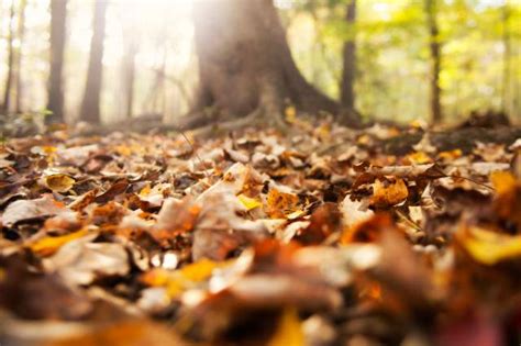 Downtown Columbia Restaurants | Local Dining & Drinks