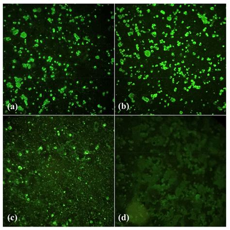 Vector Competence of Culex quinquefasciatus from Brazil for West Nile Virus