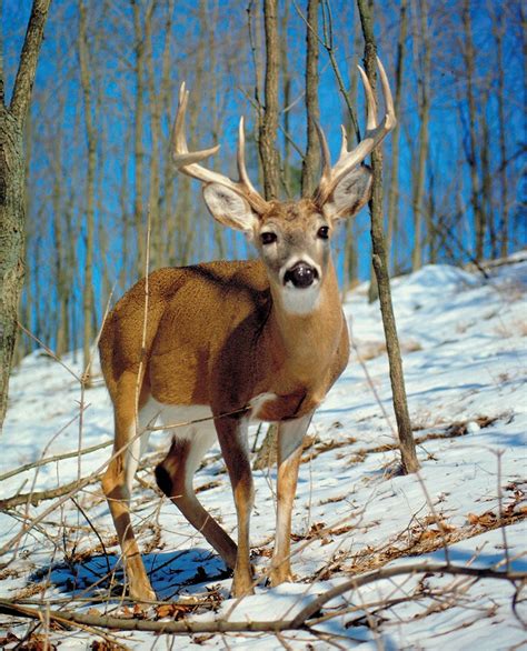 Deer | Characteristics, Species, Types, Family, & Facts | Britannica