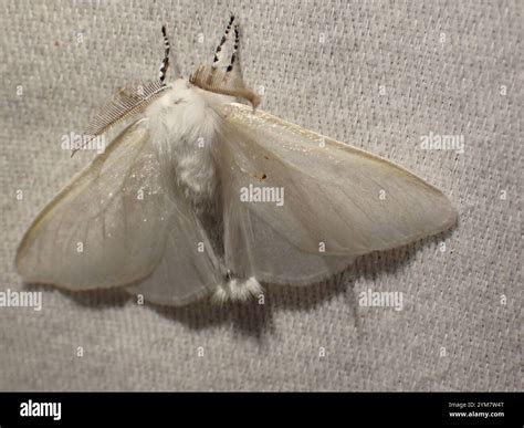 White Satin Moth (Leucoma salicis Stock Photo - Alamy