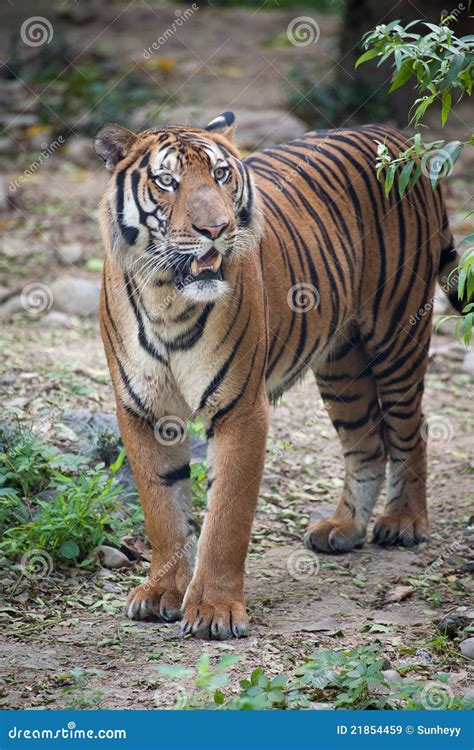 South China tiger stock image. Image of animals, large - 21854459