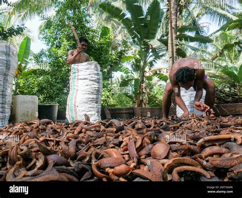 What Is The Importance Of Drying In Copra Production at Jaclyn Glenn blog