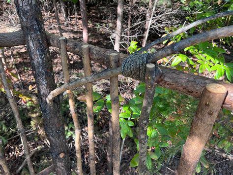 Simple Tree House DIY Model 的图像结果