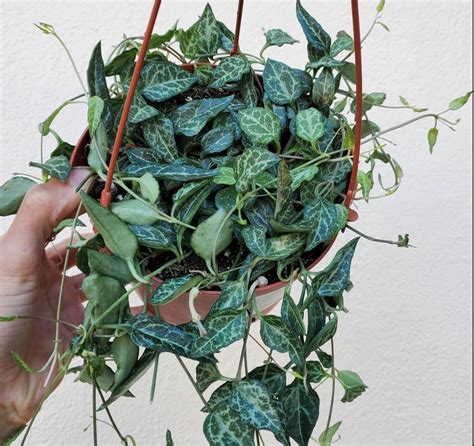 Spade Shaped Leaf at Anthony Gregory blog