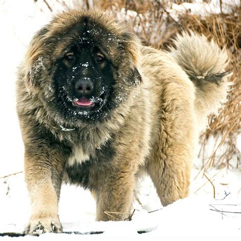 Caucasian Ovcharka: Russian Bear Hunting Dog