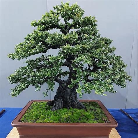 Della Luxury Products | Iconic Projects Design, Manufacturing & Built