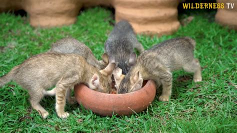 Once alone and crying, these cold hungry cats are now safe in a ...