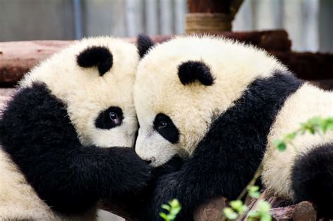 24 Endemic Species You'll Only Find in One Place on Earth - A-Z Animals