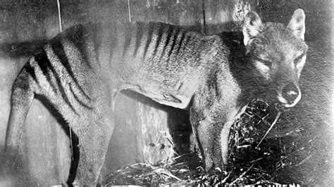 Rare Sighting of Tasmanian Tiger Sparks Renewed Interest - Animals ...