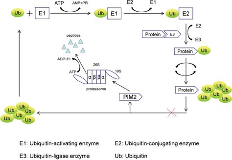 Image result for PIM2