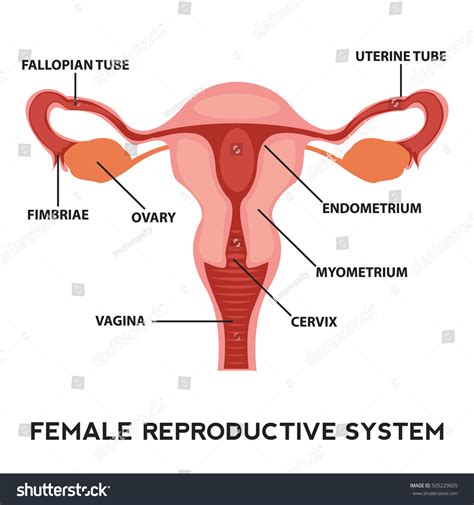 Female Reproductive System Image Diagram, Vagina Medical Human Anatomy. Stock Vector ...