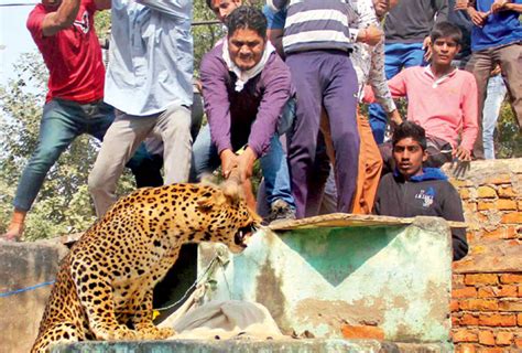 Animals in the city: What the sighting of a leopard in Delhi really ...