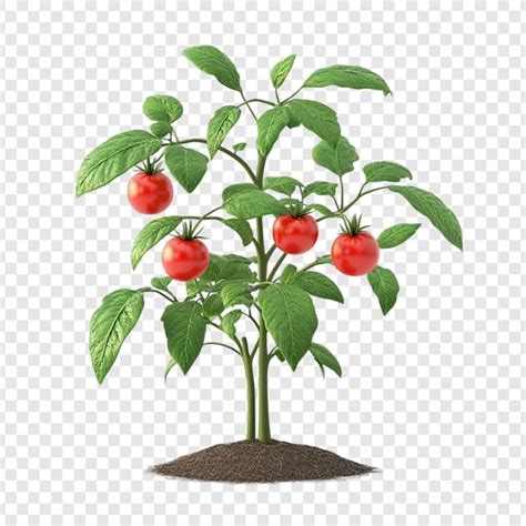 Images de Pousse Tomate – Téléchargement gratuit sur Freepik