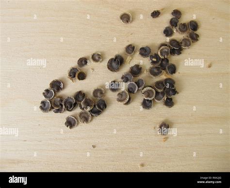 seeds from the mallow Stock Photo - Alamy