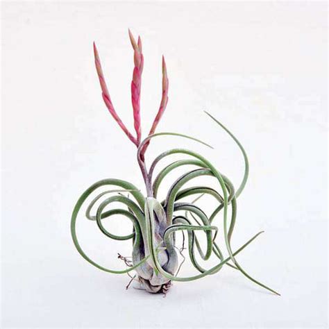 Buy Air Plants online from Nurserylive at lowest price.