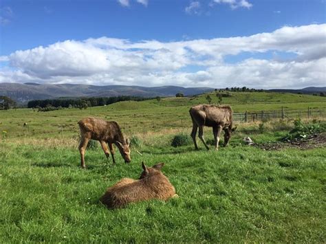 Kingussie Tourism (2024): All You Need to Know Before You Go