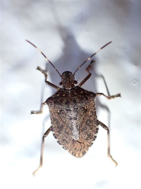 30 Types of Stink Bugs - Identification Guide and Pictures