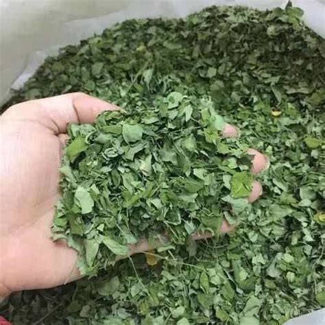 Dry Moringa Leaves Exporter, Supplier from Salem
