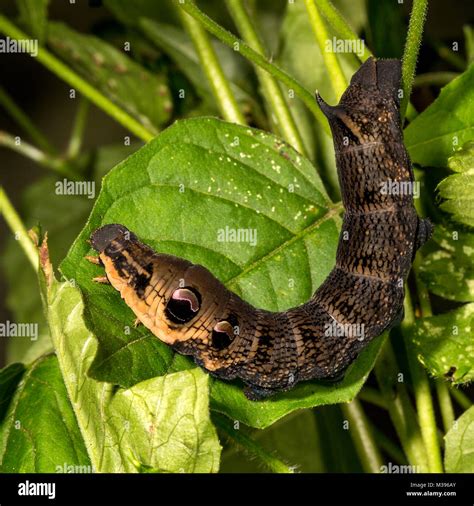Caterpillar of the Elephant Hawk Moth showing it's false eyes Stock ...