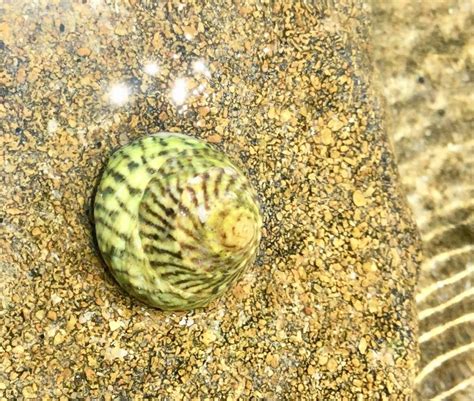 How Do Shells Form 的图像结果