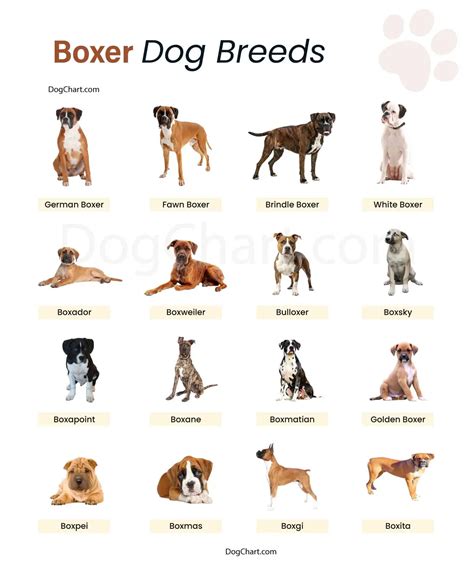 Boxer Dog Breeds List – Types, Mixes, Size & Temperament