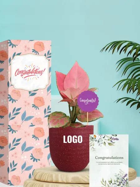 Premium Medium Indoor Plants For Conference Gifting – Greenkin
