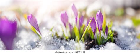 Spring View 的图像结果