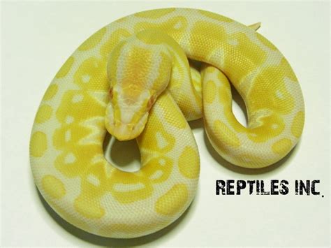 Image result for Leucistic Albino Ball Python