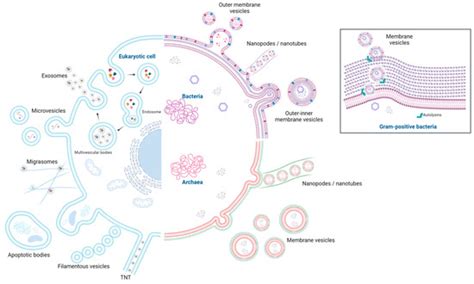 The Role of Bacterial Extracellular Vesicles in the Immune Response to ...