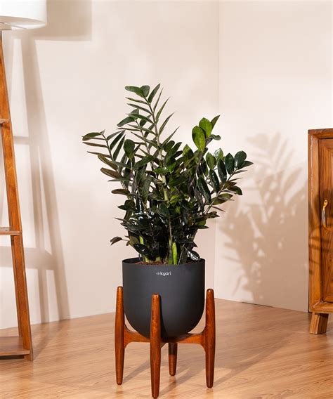 ZZ Black with Metal Self Watering Pot – Kyari.co