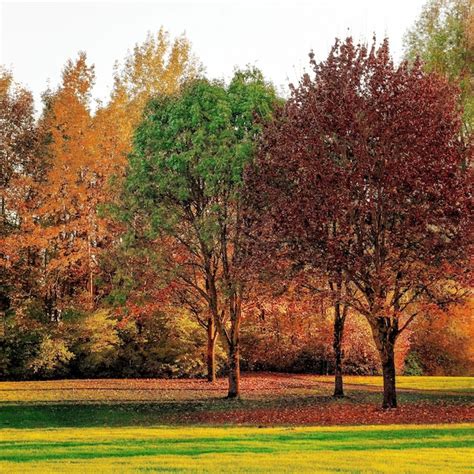 Premium Photo | Autumn Forest Background background forest autumn tree