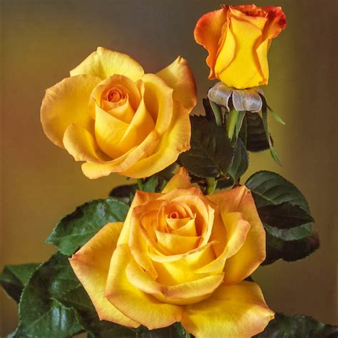 Spring Hill Nurseries Yellow Flowering Gold Medal Grandiflora Rose in ...