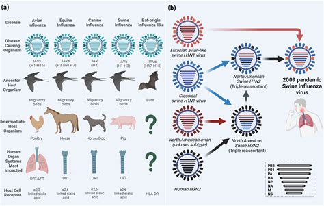 Frontiers | Zoonosis and zooanthroponosis of emerging respiratory viruses