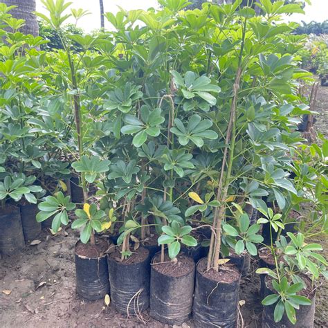 Schefflera arboricola,Schefflera Green, Hawaiian Elf, Dwarf Schefflera ...
