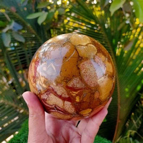 Buy Amazing 110 MM Large Yellow King Cobra Jasper High Quality Well ...