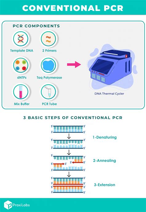 How Is PCR Test Done 的图像结果