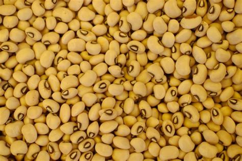 Brown Eyed Beans Exporter,Brown Eyed Beans Supplier from Navi Mumbai India