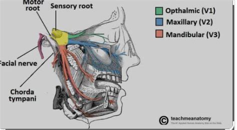Mandibular nerve diagram - Brainly.in