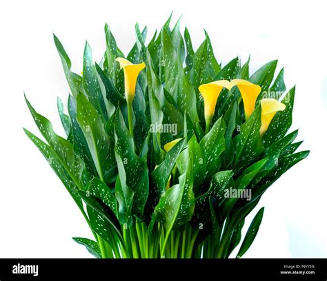 Pot of Yellow Calla lilies against a white background Stock Photo - Alamy