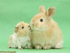 Image result for Baby Angora Guinea Pig