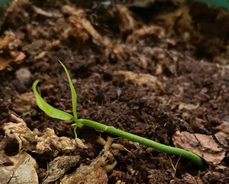 Image result for Mango Leaf Problems