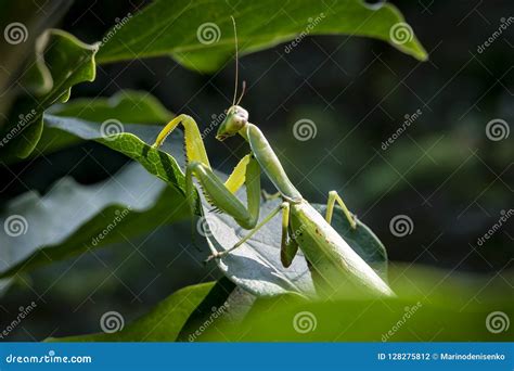 Pregnant Female Praying Mantis or Mantis Religiosa in a Natural Habitat ...