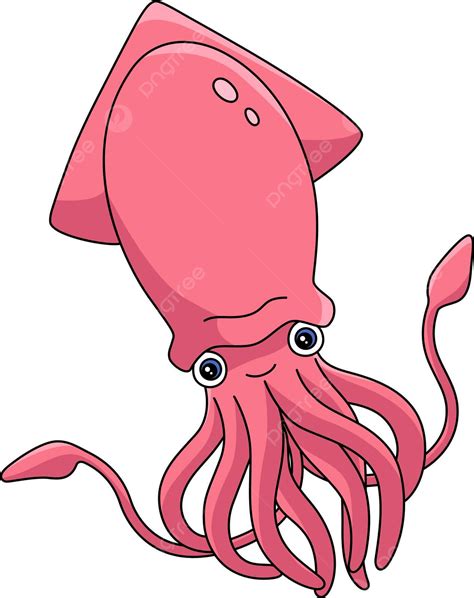 Squid Illustration