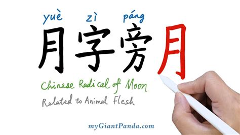 【月字旁】Chinese Radical of Moon 学写中文偏旁部首笔画｜Learn to Write Chinese Characters 学写字