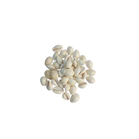 White Kaudi-for Puja and Decoration-सफेद कौड़ी शैल-Safed Kodi Shells-K ...