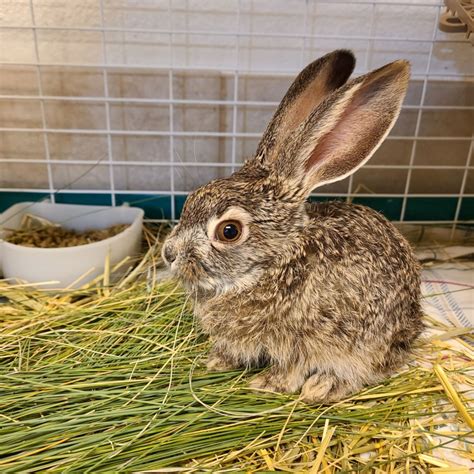 Success Stories - New Mexico Wildlife Center