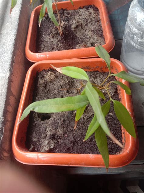 Does anyone know the cause of browning in the parts of leaves in this litchi plants. The plant ...