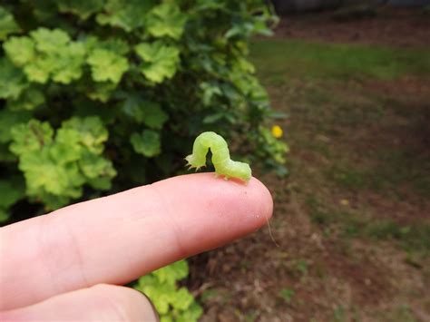 thehappysnapper: Little Green Caterpillar (pic 1)