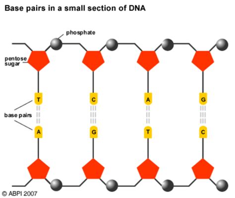 Base pair Structure 的图像结果